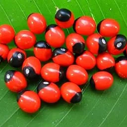 PujaNPujari Natural Rakt Gunja -Red Chirmi Beads -Abrus Seed -Gamanchi -Gaunchi -Rati -Gulaganji -Guruvinda -Guruginia -51 pcs-picture-59