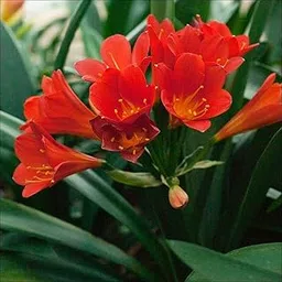 Clivia Miniata Gorgeous Flower Bulbs Bush Lily Fresh Bulbs For Home Gardening Perennial Flower Plants (Pack of 2 Bulbs) By PLANTOGALLERY (Red) (PL-SEEDS-367) image 1