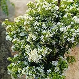 Mothersplants Madhu Kamini Dwarf Flower Plant – Live Fragrant Plant for Home Garden, Balcony, Outdoor/Indoor Use – Easy to Grow & Maintain – Air Purifying – Natural Live Plant in Polybag-image-43