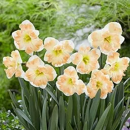 Live Green Daffodil Imported Flower Bulbs (Cum Laude 3pcs)-image-26