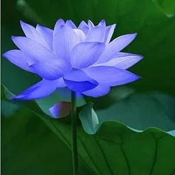 Hudgle Bowl Water Lily Flower Seeds Garden Hydroponic Plants Aquatic Plants Flower Seeds - 15 Seeds Pack-picture-26