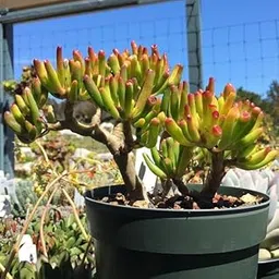 Gorgeous Glory Garden Live Crassula Ovata Gollum Plant || Decorative Plants for Living Room Plant With Pot-image-12