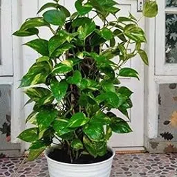 Live Money Plant in White Ceramic Pot, Indoor Decorative Pothos Plant-picture-14