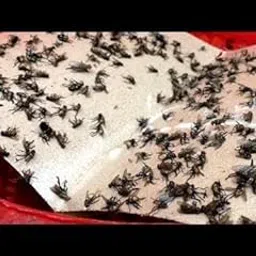 Spicado Traders Fly Trap for Home Glue House, Sticky Stick Paper Sticker Paper/Sticky Traps for Flies Chemical Free Insect Catcher Pads Insects, Whiteflies, Aphids, Leaf Minor, Thriphs (Pack of 5)-image-10