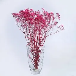 IDIKA Living Preserved Baby's Breath Flowers|50 gm | Natural Dried Blooms | Long-Lasting Real Flowers for DIY, Home Decor & Gifting | Eco-Friendly(Pink)-picture-12