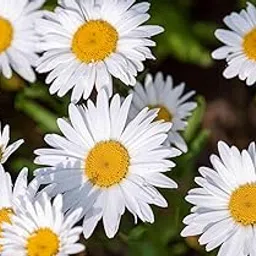 50+ Seeds- White Chrysanthemum Shasta Daisy Wild Flowers Seeds For Planting- Grow Year Round.-image-74