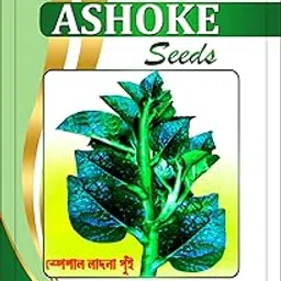 Ladna Pui Saag (Malabar Spinach) Seeds for Open Field & Container Gardening (Pack of 50 seeds)-picture-30