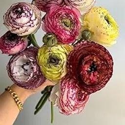Ritz Farming® Ranunculus Imported Double Flower Bulbs for Home and Kitchen Gardening Pack of 2 bulbs (ALL SHADE)-image-9