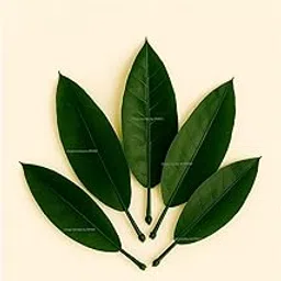 SPHINX Plastic Re-usable Artificial Mango Leaves (Aam Patta) for Decorations, Crafts, Garlands Making (Height Approx.17 cm)- No. of Pieces (20)-picture-34