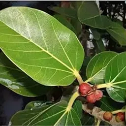 DADFirm Fresh Banyan Leaves | Bargad ke Patte/Bot|Banyan Leaves for puja - 50 nos.-picture-13