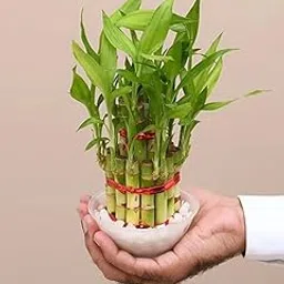 Lucky Bamboo Plant, 4 Lucky Bamboo Sticks with Multi color stones, Best feng shui plant for Home, Office, Bedroom decoration-image-67