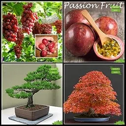 Creative Farmer Garden Seed Combo Bonsai Suitable Tree : Japanese Pine, Japanese Maple, Grape, Passion Fruit - Violet Fruit Bonsai SuitableKitchen Garden Pack-image-35