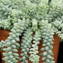 LifeShowMe Delhi Nursery Plants Sedum Burrito - Succulent Plant-picture-17