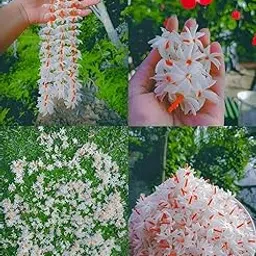 Harsingar All Time 12 months flowering Parijat/Baromasi flowering, Harsingar live Plant & Tree, Night Queen Highly Fragrant Plant-picture-10