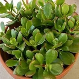 Crassula Ovata live plant good luck carasula dhan kuber indoor plant for home kitchen &office decor with plastic pot.(pack of 1)-picture-25