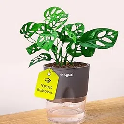 KYARI Philodendron Broken Heart Live Indoor Plant with Grey Self Watering Pot - Small 4 Inch image 1