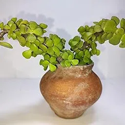Small Jade Plant (Elephant Bush) (Portulacaria afra)-picture-64