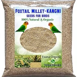 Evana Organic Premium Foxtail Millet || Kangni Seeds || 100% Natural Bird Food for All Life Stages Budgies, Finches, Canaries, Lovebirds, Cockatiels etc 400 Grams,Pack of 1-picture-16