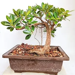 GREEN PARADISE® Long Island 2 Years Old Live Mini Banyan Bonsai Plant-image-39
