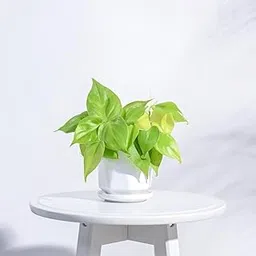 UGAOO Diamond Ceramic Pot |Indoor Ceramic Planter for Home, Office, Garden, Balcony - White (4 Inch)-picture-23