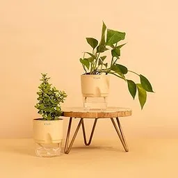 KYARI Good Luck Jade Plant & Green Money Combo of 2| Live Indoor Plants with Cream Self Watering Pot| Best for Living Room,Bedroom, & Office Table-image-18