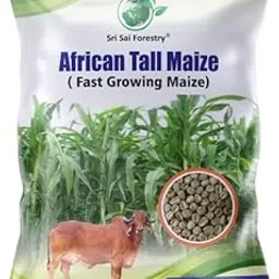 African Tall Maize Fodder Seeds - 250G - Makka for All Cattle-image-0