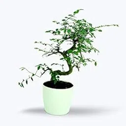 Birthright Chinese Elm - S Shaped - Real Outdoor Bonsai Live Plants with Pot-picture-20