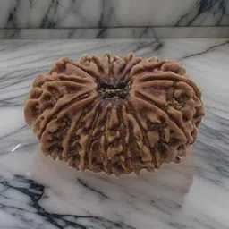 WorldwideGem Fifteen Mukhi Rudraksha Kudrati Pandrah Mukhi Rudraksha 15 Mukhi Nepali Rudraksha Original Certified 15 मुखी रुद्राक्ष Pandra Mukhi Rudraksha Holy Bead Premium 15 Face Rudraksha-picture-27