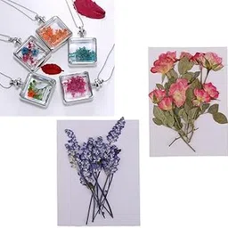 Enakshi® 20 Pieces Natural Pressed Dried Sage Flowers for Art Craft DIY Scrapbooking|Crafts | Home Arts & Crafts | Floral Crafts | Dried Botanicals & Potpourri | Dried Flowers-image-62