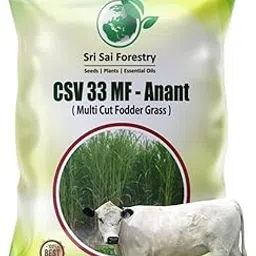 SRI SAI FORESTRY CSV 33 MF Anant Grass Seeds 1Kg | Maize Grass Seeds | High Yield Multi-Cut Fodder for Cattle, Goat, Sheep & Dairy Animals-picture-29