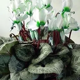 Ritz Farming� Cyclamen flower bulbs White & green mix for your Home & Gardening Pack of 2-picture-30