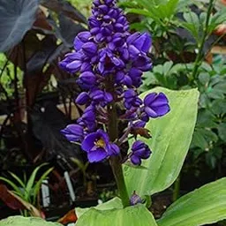 SRUSHTI TRADERS Blue Ginger Bulb-image-3