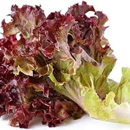 Nutrifresh Red Butterhead Hydroponically Grown (approx.100gm) Pack-picture-17