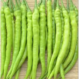 Long chilli seeds hybrids (180 seeds)-picture-22
