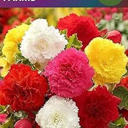 Oakwood Farms® Imported Multicolor Begonia Flower Bulbs (Pack Of 2 Bulbs)-picture-13