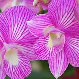 Dendrobium Sexy Pink Stripe-picture-51