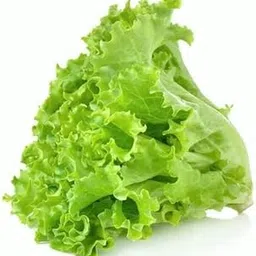 TRICONE Good Germination Green Lettuce Organic F1 Hybrid Seeds All Season Best For Home Garden (Pack of 40 Seeds) (Green)-picture-11