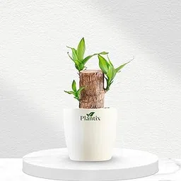 Plantix Brazilian Lucky Wood Plant with pot | Brazilian Lucky wood live Bamboo Plant for Home Decoration | Low Maintenance Indoor Plant with Pot | Perfect live Feng Shui plant-image-38