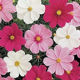 Urban Turtle Cosmos mix flower seeds for Garden-picture-13