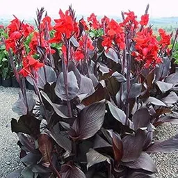 Floriculture Greens IMP. Canna Lily Holy Flower Bulbs Home Outdoor Gardening Flowering Bulbs planting (Pack of 1 Indica Canna lily)-image-17