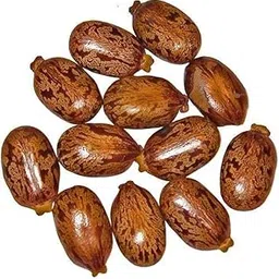 Premium Castor Seeds – 100% Natural & Unprocessed | Ayurvedic Grade for Oil Extraction, Herbal Remedies, and Traditional Use (Pack of 1kg)-picture-16