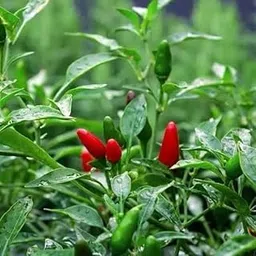 Euphoric Greens Bird’s Eye Chilli Seeds–Green & Red Chilli- 50 SEEDs, Organic, Extra Spicy, High Germination Rate, Ideal for Home Gardening, Farms, Balcony, Kitchen Gardens | Thrives in Indian Climate-picture-23