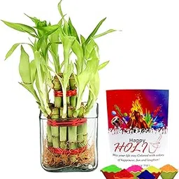 EG2i Lucky bamboo with Gulal-image-36