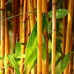 NEW DEBNATH NURSERY, Original Live Golden Bamboo Plants (Pack of 2) Outdoor Garden Plant D7-image-18