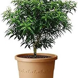 Creative Farmer Live Plant Crape Jasmine/Chandni Tagar Tagari Nandi Vardhanamnandiar Vattai Nanthyaar Vattam Battalu Shrub Terrace Garden Plant(1 Healthy Live Plant) image 1