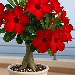 Adenium Live Plant, Red Flower, Indoor Decorative Plant for Home, Office, Living Room, Balcony, Single Pack Of 1 image 1