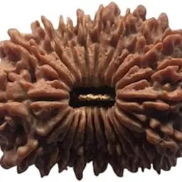 iris gems Rudraksha 21 Mukhi Original Certified Auspicious 21 Faced Rudraksha Energized Ekkis Mukhi Rudraksha With Capping 27mm Brown Bead 21 मुखी रुद्राक्ष नेपाल ओरिजिनल सर्टिफाइड With Capping-picture-15
