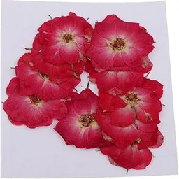 Enakshi 10 Pcs Dried Pressed Flowers for DIY Scrapbooking Crafts Red Rose-image-52