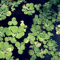 ARIYA__Water Lettuce Live Plant | Water Cabbage Plant for Pond, Aquarium | Pack Off 5 | Floating Plant-picture-58