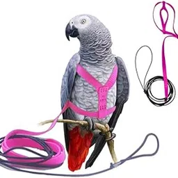 Sage Square Bird Harness With Lease,Reusable Washable for Pet provide balance skills,provides attractive,attention,satisfaction,exercise,fun for Large Macaw,Triton,Small Moluccan (Random) (Large)-image-35